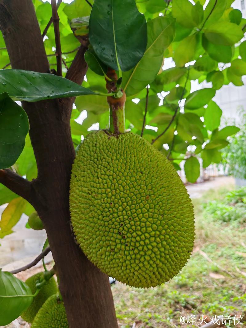 菠萝蜜视频在线观看入口 菠萝蜜视频在线观看入口