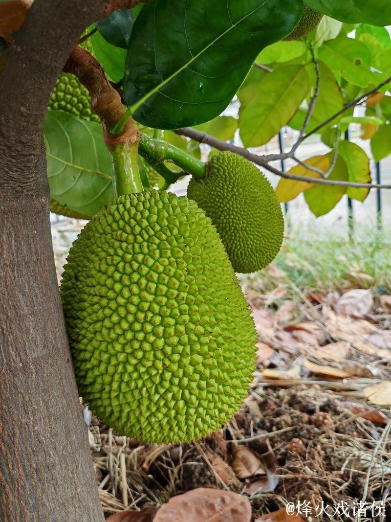 菠萝蜜视频在线观看入口 菠萝蜜视频在线观看入口